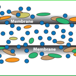 Step 2: Membrane Filtration